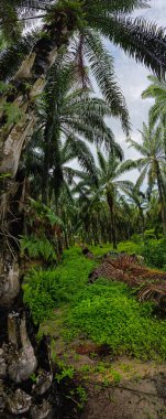 Geniş panoramik bitki örtüsünün kırsal alandaki bitki örtüsünün manzarası.  