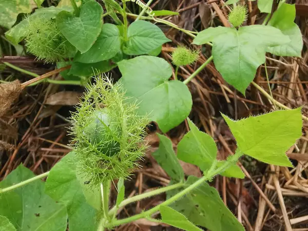 Yabani Passiflora Foetida çiçeğine yaklaş sürünen bitki.