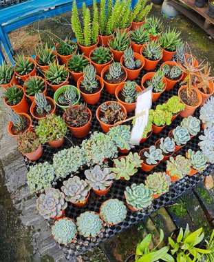 çeşitli haworthia sulu bitkiler küçük saksılarda 