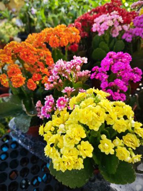 Colorful tiny Kalanchoe flowering plants. clipart