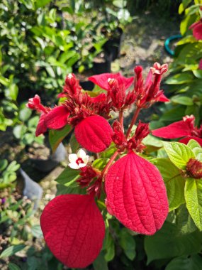 Mussaenda eritrophylla, yıldız benzeri çiçekli çalılık..    