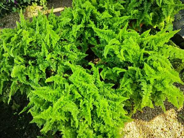 Yeşil nephrolepis cordifolia eğreltiotu bitkileri.