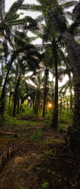 Kırsal alandaki parlak ışığın geniş panoramik manzarası.
