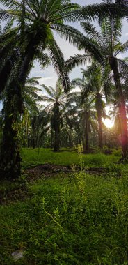 Kırsal alandaki parlak ışığın geniş panoramik manzarası.