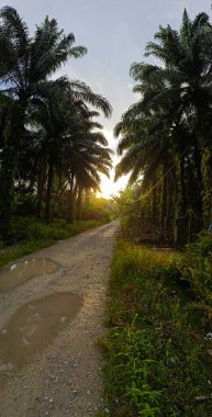 Çiftliğe giden kırsal yolun geniş panoramik manzarası.