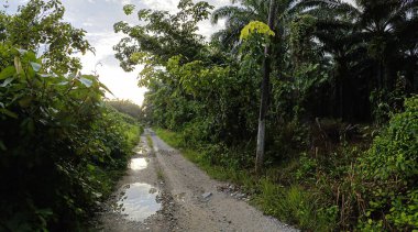 Çiftliğe giden kırsal yolun geniş panoramik manzarası.