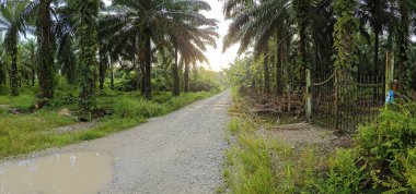 Çiftliğe giden kırsal yolun geniş panoramik manzarası.
