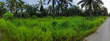 Çiftliğe giden kırsal yolun geniş panoramik manzarası.