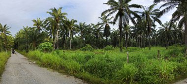 Çiftliğe giden kırsal yolun geniş panoramik manzarası.
