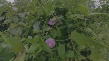 Yabani menekşe, çalıların arasında kelebek çiçeği saçtı.. 