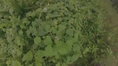Vahşi Passiflora Foetida Çalı çayırında bitki.    