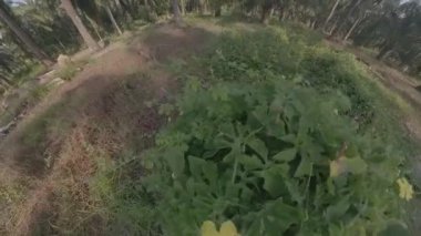 Yabani momordika charantia sarı çiçekler yabani çayırların etrafında büyüyor.. 