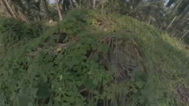 Yabani momordika charantia sarı çiçekler yabani çayırların etrafında büyüyor.. 