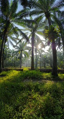 Gölgenin geniş panoramik manzarası ve kırsal alandaki ışık.