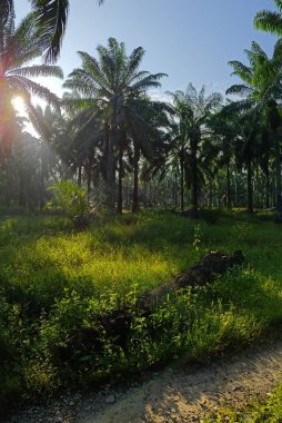 Gölgenin geniş panoramik manzarası ve kırsal alandaki ışık.