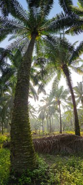 Gölgenin geniş panoramik manzarası ve kırsal alandaki ışık.