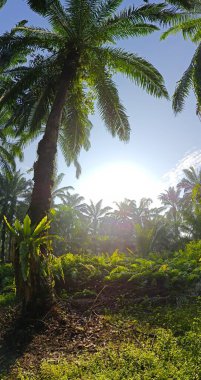 Gölgenin geniş panoramik manzarası ve kırsal alandaki ışık.