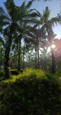 Gölgenin geniş panoramik manzarası ve kırsal alandaki ışık.