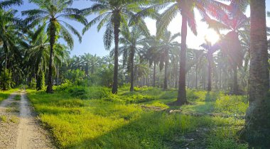 Gölgenin geniş panoramik manzarası ve kırsal alandaki ışık.