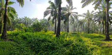 Gölgenin geniş panoramik manzarası ve kırsal alandaki ışık.