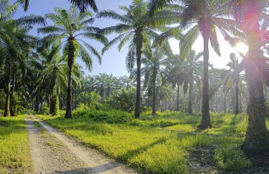 Gölgenin geniş panoramik manzarası ve kırsal alandaki ışık.