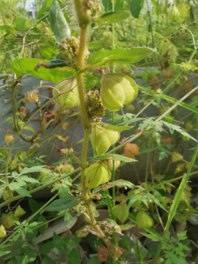 Vahşi kardiospermum halicacabum sürünen bitkisi.. 