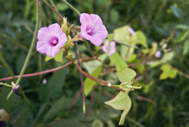 Çayırdaki küçük pembe ipomoea triloba çiçeği.. 