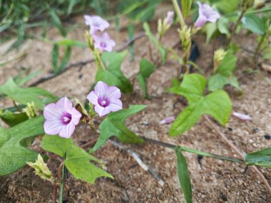Çayırdaki küçük pembe ipomoea triloba çiçeği.. 