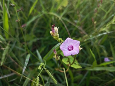 Çayırdaki küçük pembe ipomoea triloba çiçeği.. 