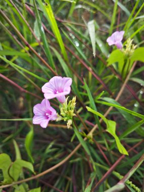 tiny pink ipomoea triloba flower in the wild meadow.  clipart