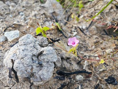 Çayırdaki küçük pembe ipomoea triloba çiçeği.. 