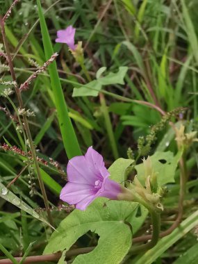 Çayırdaki küçük pembe ipomoea triloba çiçeği.. 