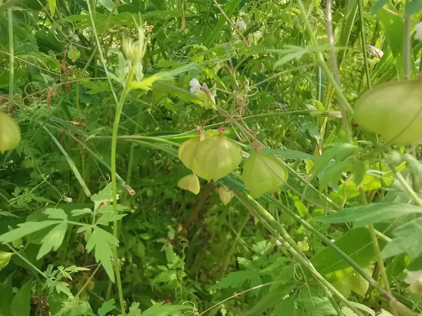 Vahşi kardiospermum halicacabum sürünen bitkisi.. 