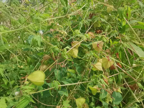 stock image bushy wild cardiospermum halicacabum creeping plant. 