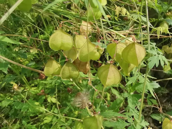 stock image bushy wild cardiospermum halicacabum creeping plant. 