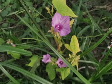 Çayırdaki küçük pembe ipomoea triloba çiçeği.. 