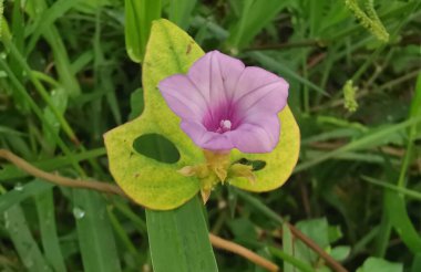 Çayırdaki küçük pembe ipomoea triloba çiçeği.. 