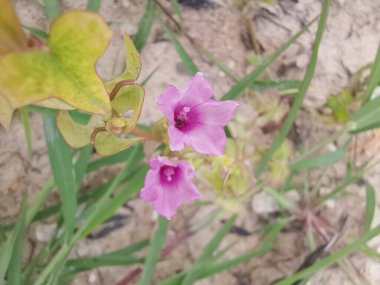 Çayırdaki küçük pembe ipomoea triloba çiçeği.. 