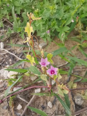 Çayırdaki küçük pembe ipomoea triloba çiçeği.. 