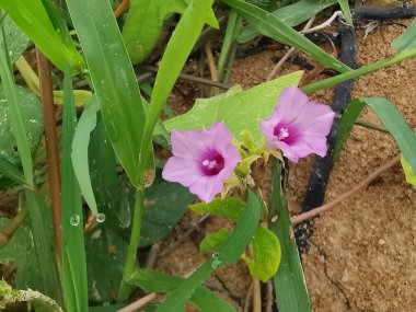 Çayırdaki küçük pembe ipomoea triloba çiçeği.. 