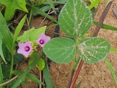 Çayırdaki küçük pembe ipomoea triloba çiçeği.. 