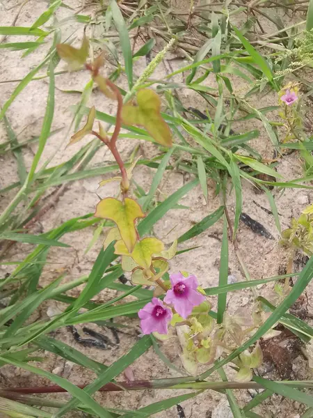 Çayırdaki küçük pembe ipomoea triloba çiçeği.. 