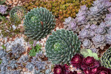 Güzel crassula ve kaktüs çiçeklerinin bahçesine bakıyorum..