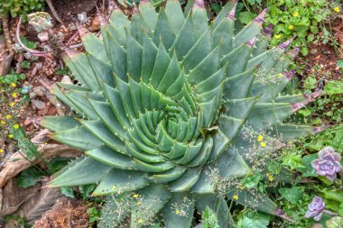 Güzel crassula ve kaktüs çiçeklerinin bahçesine bakıyorum..