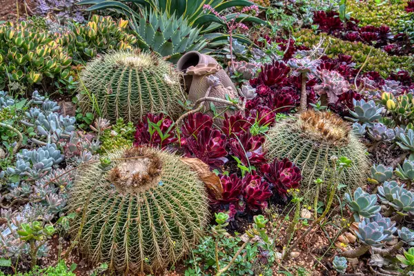 stock image looking down on the beautiful crassula and cactus houseplant garden.