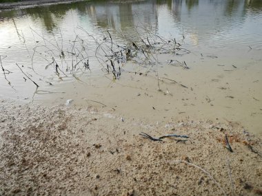 Yağmur suyunun durgun havuzundaki çamurlu alçıpan sahnesi. 