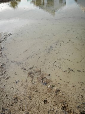 Yağmur suyunun durgun havuzundaki çamurlu alçıpan sahnesi. 