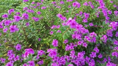 Güzel kataranthus gül çiçeğinin çayırı