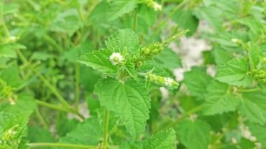 Croton hirtus, yabani kıllı ot bitkileri.. 