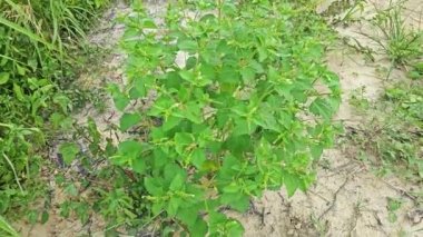 Croton hirtus, yabani kıllı ot bitkileri.. 